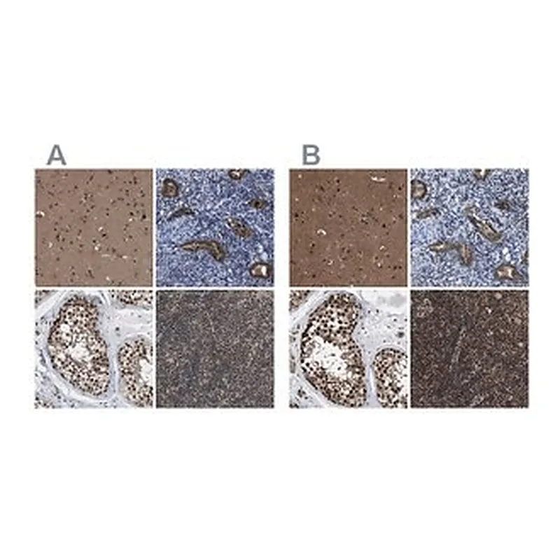 Merck Anti-PRPF4 antibody produced in rabbit