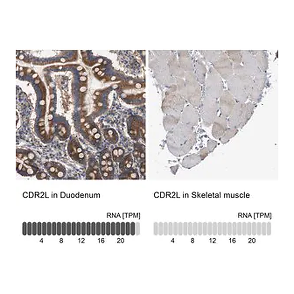 Merck Anti-CDR2L antibody produced in rabbit