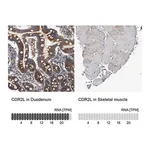 Merck Anti-CDR2L antibody produced in rabbit