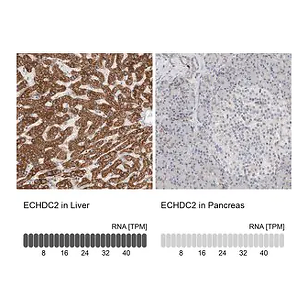 Merck Anti-ECHDC2 antibody produced in rabbit