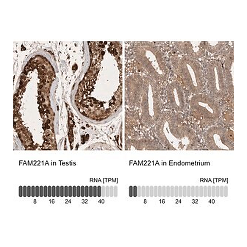 Merck Anti-FAM221A antibody produced in rabbit