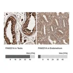 Merck Anti-FAM221A antibody produced in rabbit