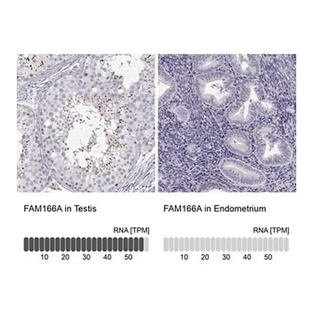 Merck Anti-FAM166A antibody produced in rabbit