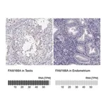 Merck Anti-FAM166A antibody produced in rabbit