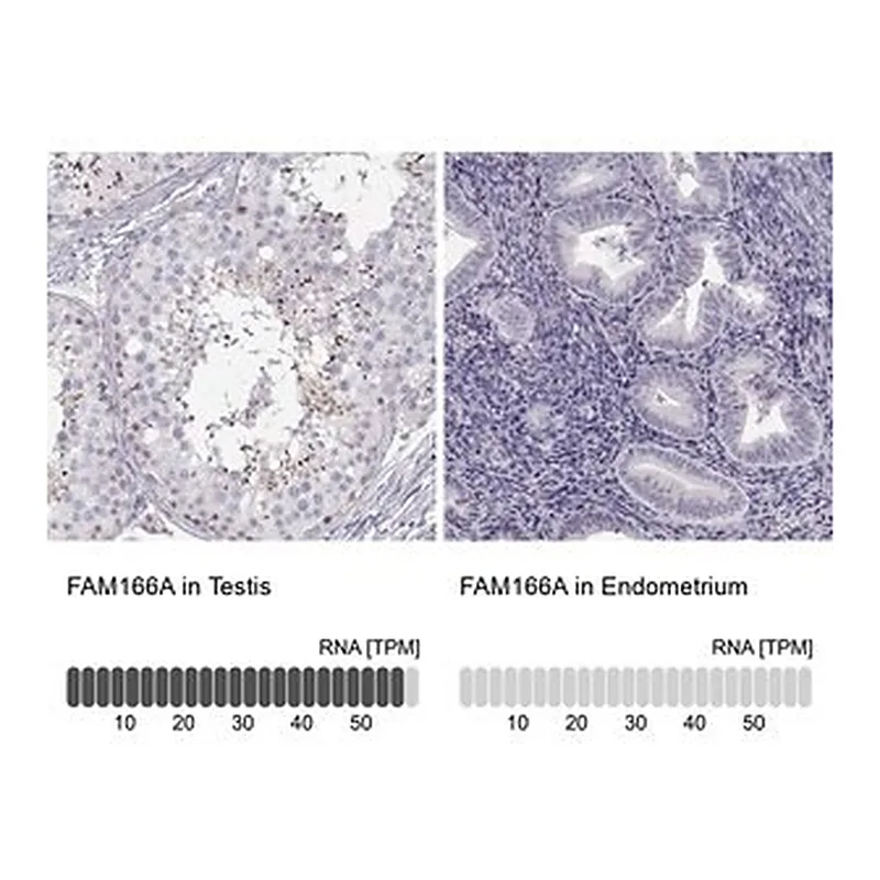Merck Anti-FAM166A antibody produced in rabbit