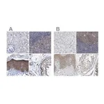 Merck Anti-BICD2 antibody produced in rabbit