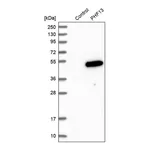 Merck Anti-PHF13 antibody produced in rabbit