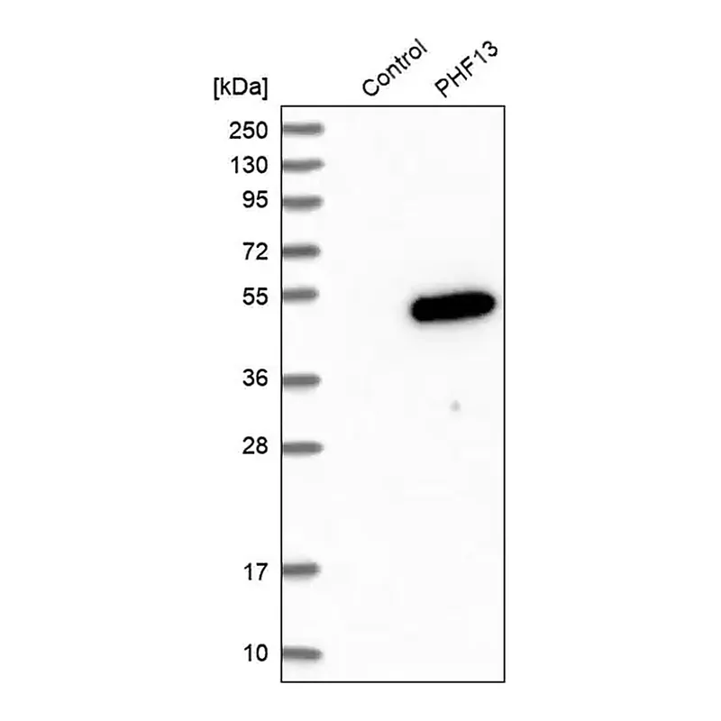 Merck Anti-PHF13 antibody produced in rabbit