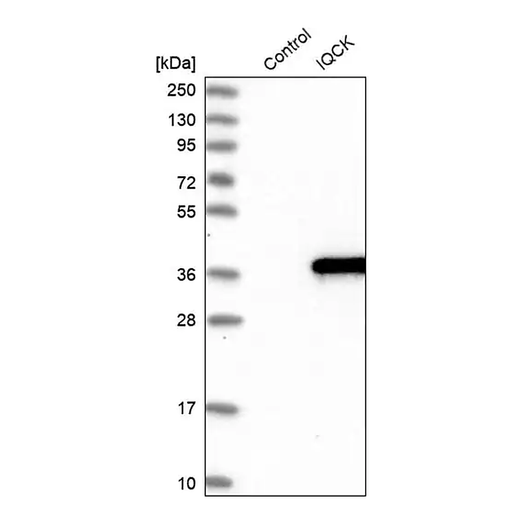 Merck Anti-IQCK antibody produced in rabbit