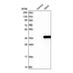 Merck Anti-IQCK antibody produced in rabbit