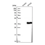 Merck Anti-SFXN2 antibody produced in rabbit
