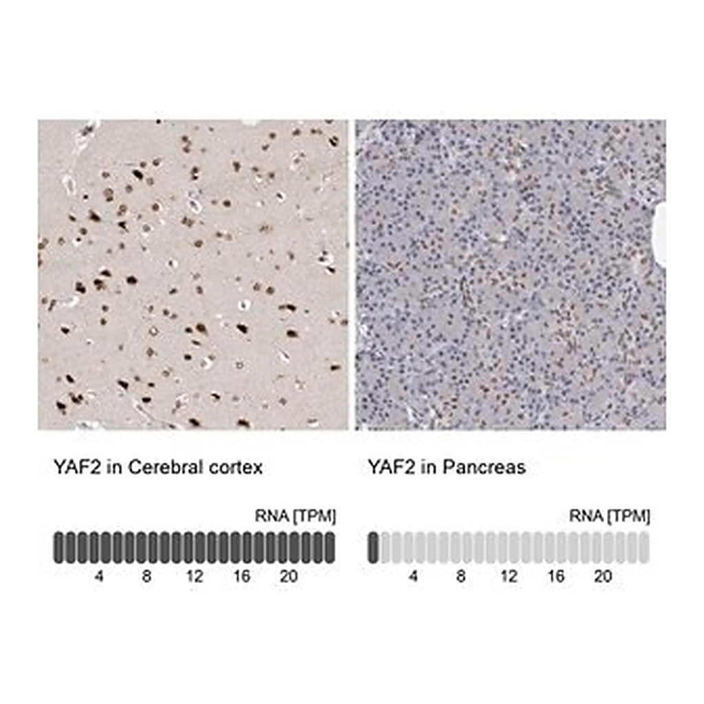 Merck Anti-YAF2 antibody produced in rabbit