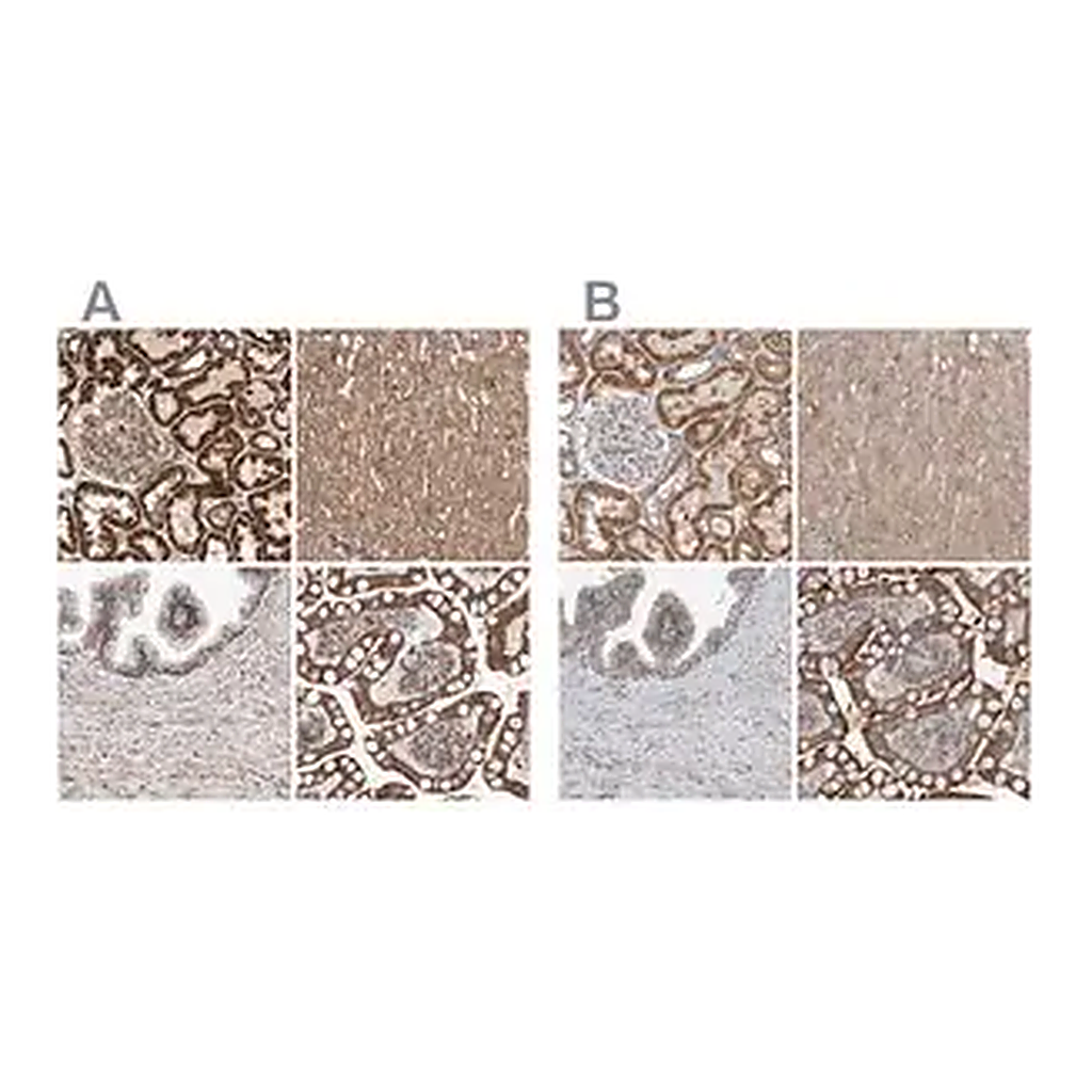 Merck Anti-MRPL45 antibody produced in rabbit
