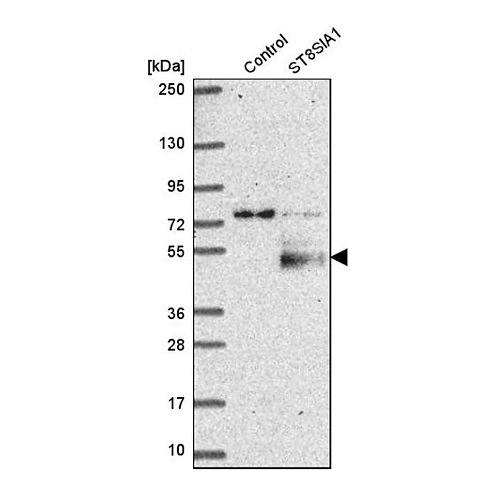 Merck Anti-ST8SIA1 antibody produced in rabbit