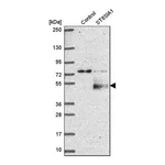 Merck Anti-ST8SIA1 antibody produced in rabbit