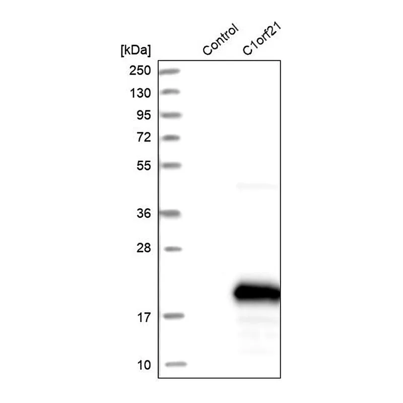 Merck Anti-C1orf21 antibody produced in rabbit
