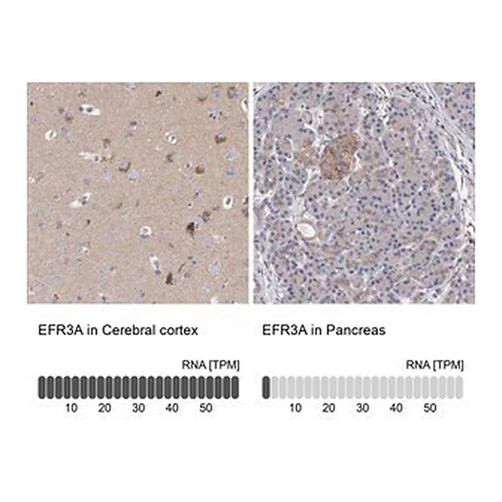 Merck Anti-EFR3A antibody produced in rabbit