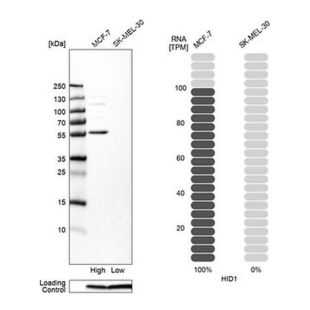 Merck Anti-HID1 antibody produced in rabbit