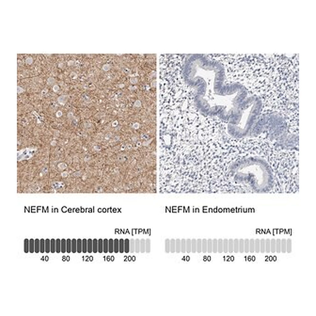 Merck Anti-NEFM antibody produced in rabbit