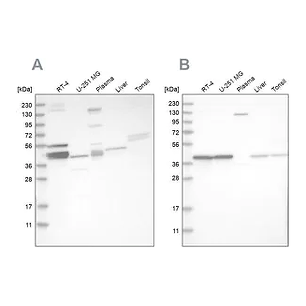 Merck Anti-MRPL38 antibody produced in rabbit