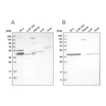 Merck Anti-MRPL38 antibody produced in rabbit