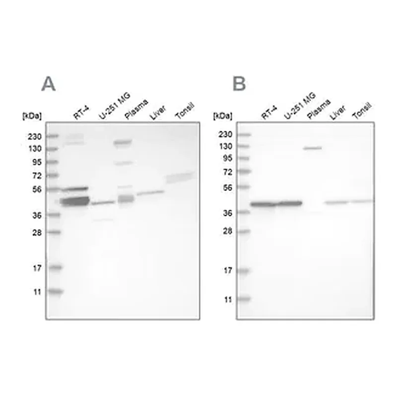 Merck Anti-MRPL38 antibody produced in rabbit