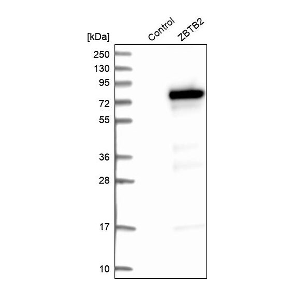 Merck Anti-ZBTB2 antibody produced in rabbit