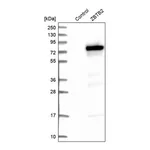 Merck Anti-ZBTB2 antibody produced in rabbit