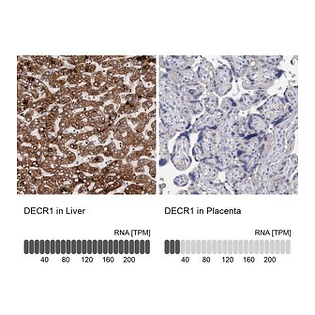 Merck Anti-DECR1 antibody produced in rabbit