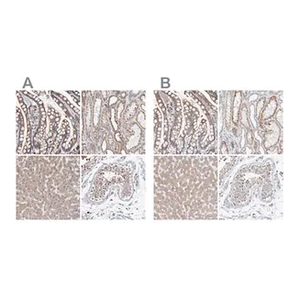Merck Anti-SGPL1 antibody produced in rabbit