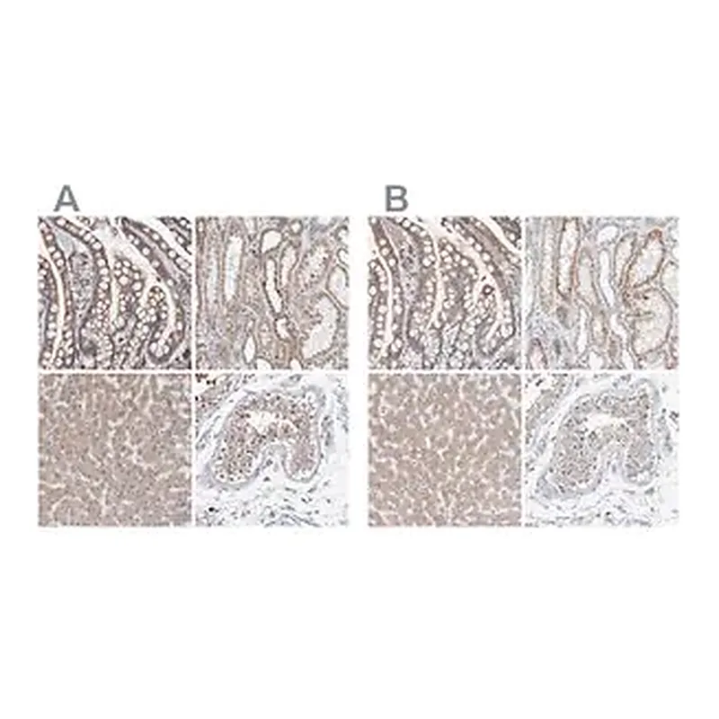 Merck Anti-SGPL1 antibody produced in rabbit