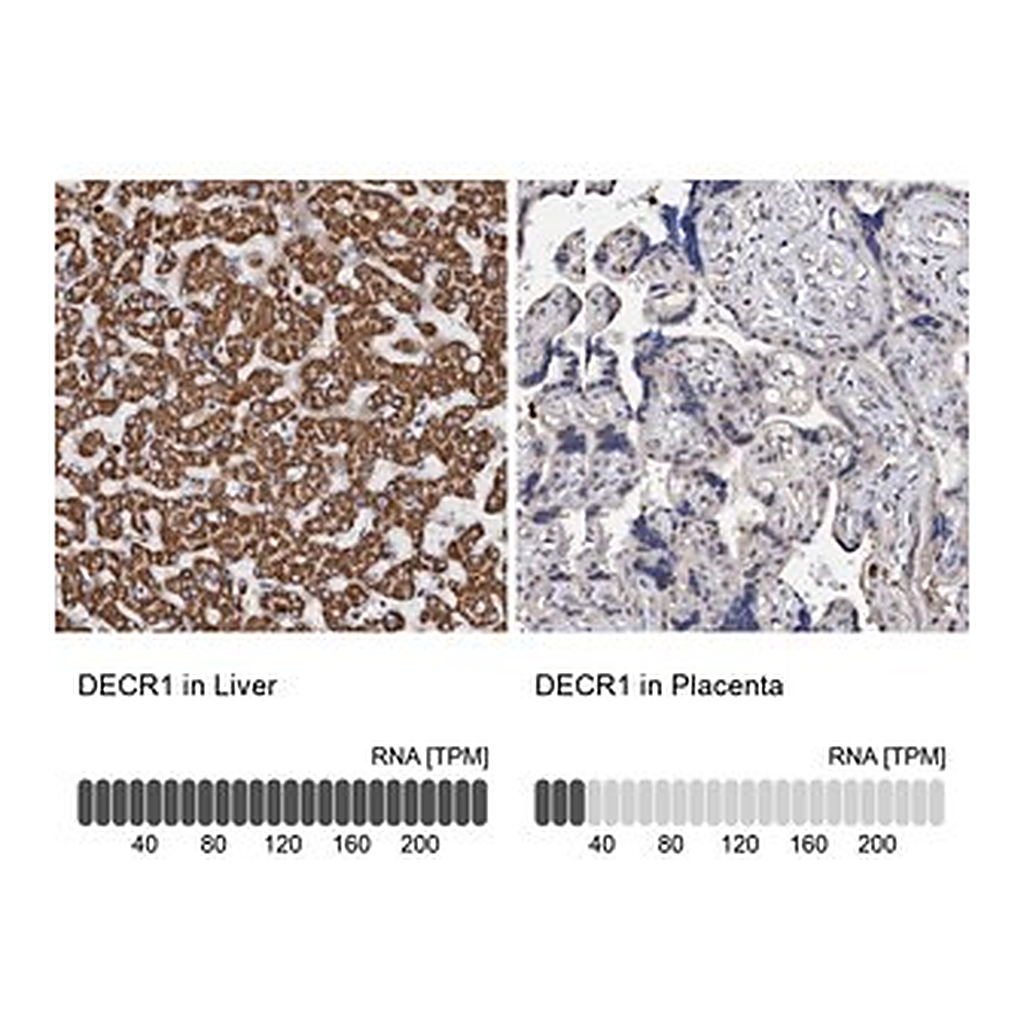 Merck Anti-DECR1 antibody produced in rabbit