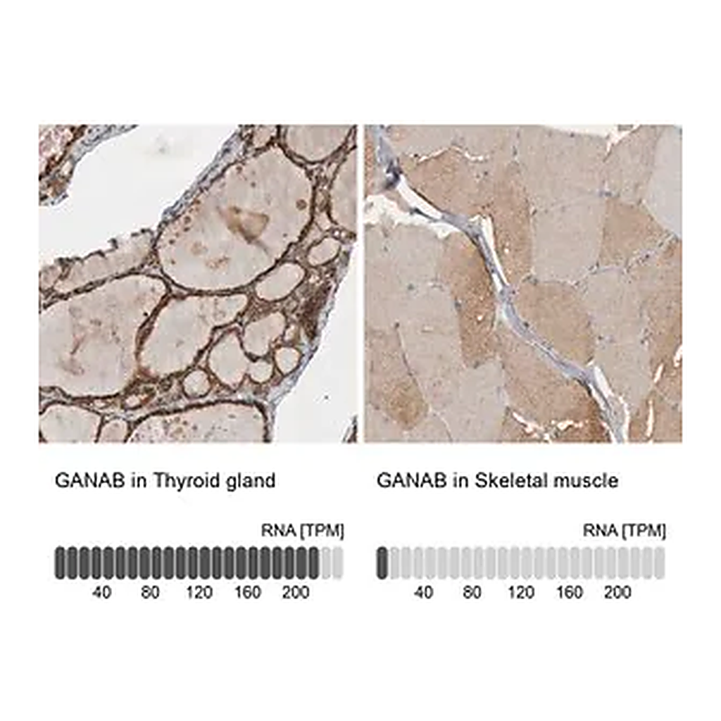 Merck Anti-GANAB antibody produced in rabbit