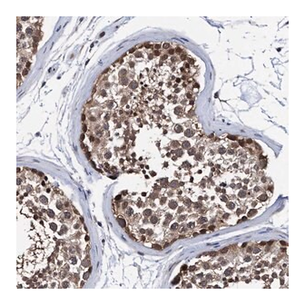 Merck Anti-PSMD12 antibody produced in rabbit