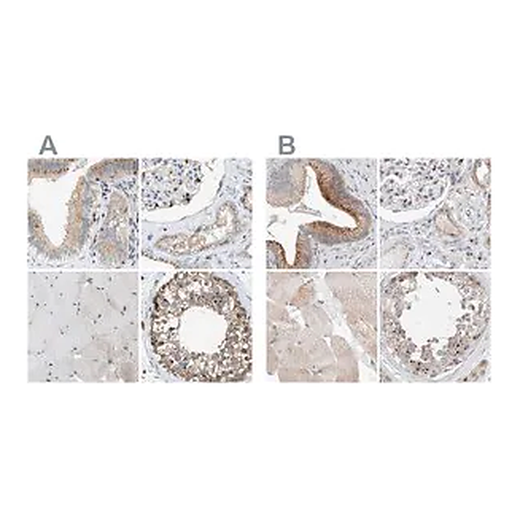 Merck Anti-SLC38A10 antibody produced in rabbit