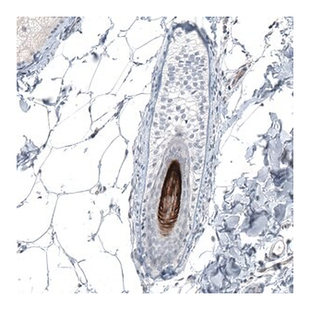 Merck Anti-VSIG8 antibody produced in rabbit