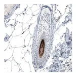 Merck Anti-VSIG8 antibody produced in rabbit