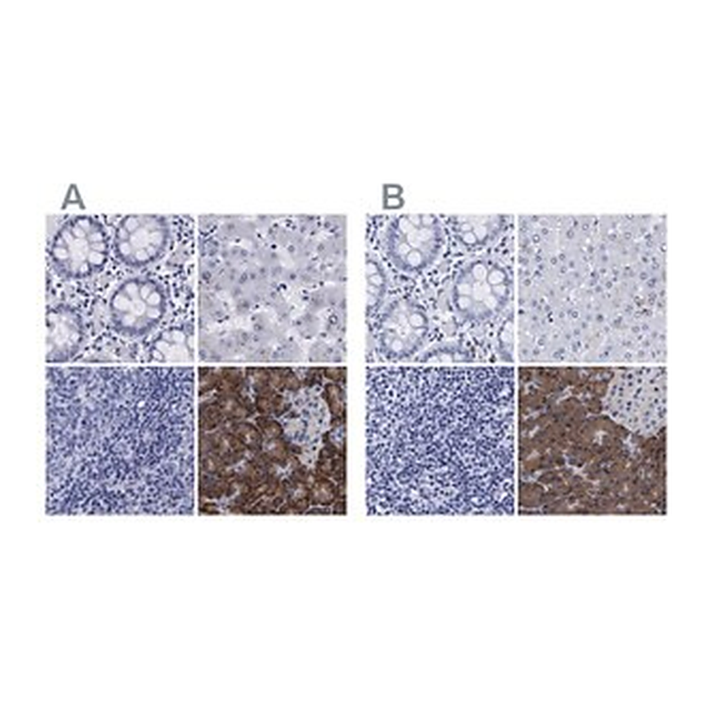 Merck Anti-ARSG antibody produced in rabbit