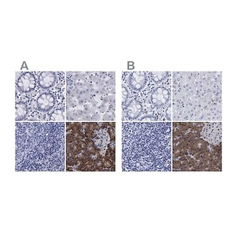 Merck Anti-ARSG antibody produced in rabbit