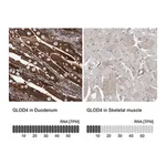 Merck Anti-GLOD4 antibody produced in rabbit