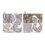 Merck Anti-GLOD4 antibody produced in rabbit