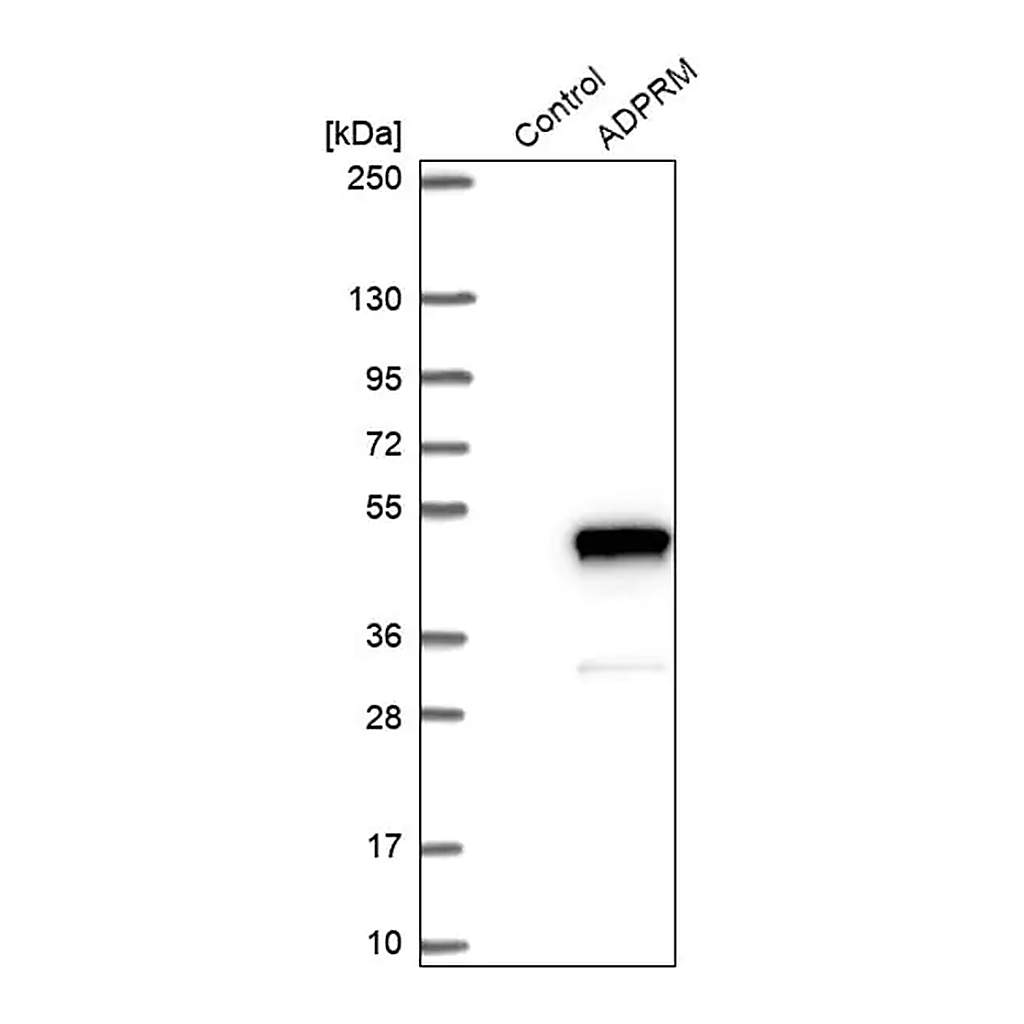 Merck Anti-ADPRM antibody produced in rabbit