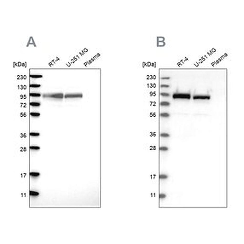 Merck Anti-FAM129B antibody produced in rabbit