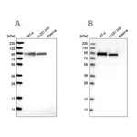 Merck Anti-FAM129B antibody produced in rabbit