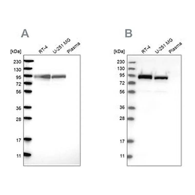 Merck Anti-FAM129B antibody produced in rabbit