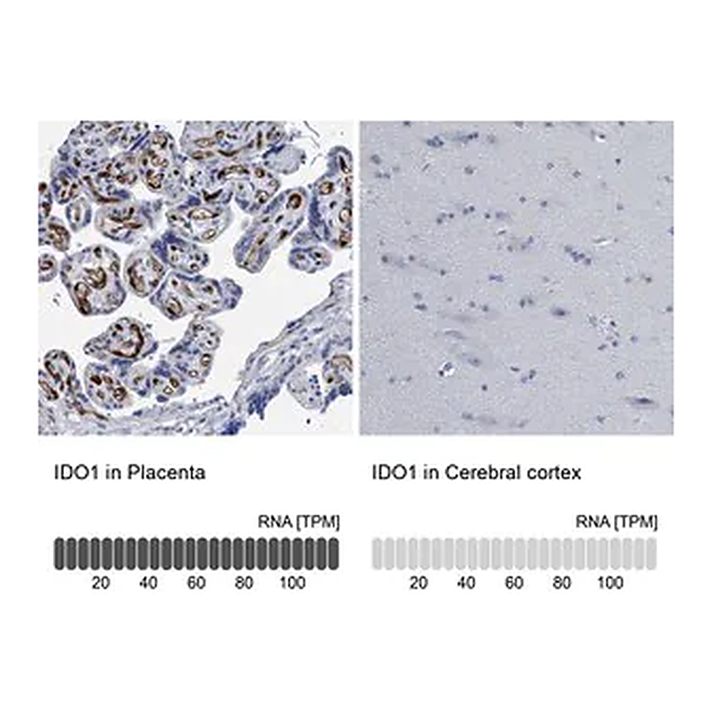 Merck Anti-IDO1 antibody produced in rabbit