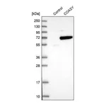 Merck Anti-COASY antibody produced in rabbit