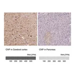 Merck Anti-CNP antibody produced in rabbit