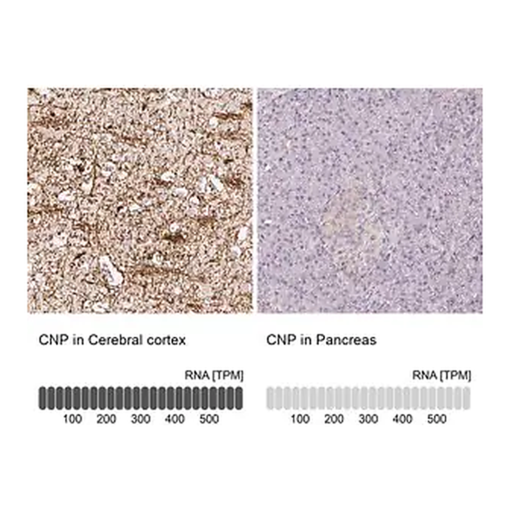 Merck Anti-CNP antibody produced in rabbit