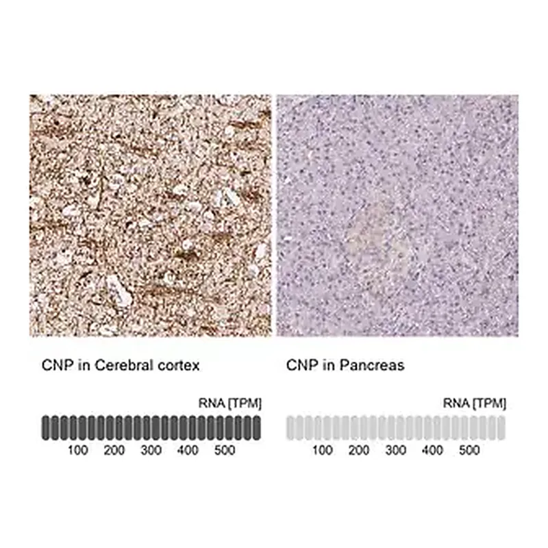 Merck Anti-CNP antibody produced in rabbit